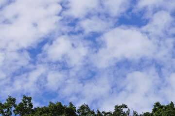 青空と雲と木