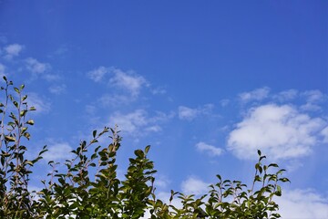 青空と雲と木