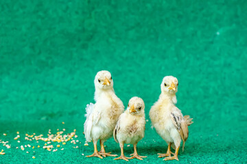The yellow serama chicks on a artificial grass background.