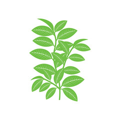 Green tea leaf icon vector