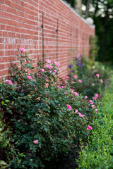 pink flower bushes against brick wall
