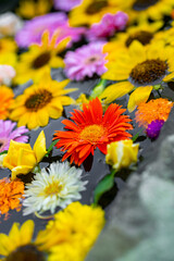 色とりどりの花が浮かぶ花手水