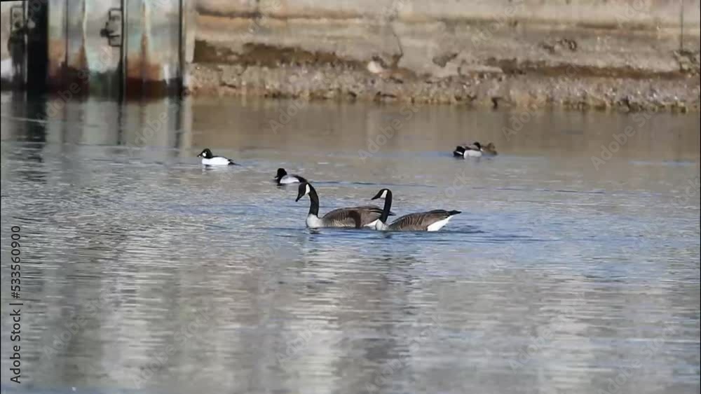 Wall mural Bird. Canadian geese on the river, ritual  before mating. Natural scene from north USA