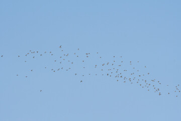 ●冬鳥の群れ