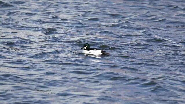 The common Goldeneye (Bucephala clangula), drake on the river.