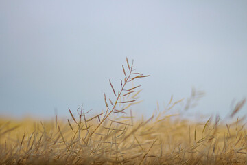 Obraz premium reed in the wind