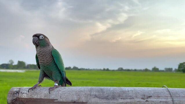 Green cheek conure on the sky and mountain background, the small parrot of the genus Pyrrhura, has a sharp beak. Native to South America (Amazon).
