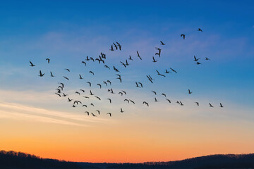 Amazing sky on sunset or sunrise with flying birds with copy space