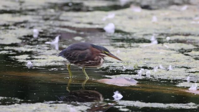 The green heron (Butorides virescens) on the hunt