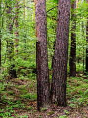 pine trunks in the pine forest in summer
