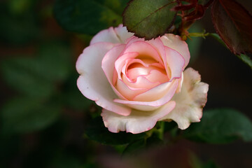 Close-up photo of Rose flower on background blurry pink rose flower in the garden of roses. selective focus.
