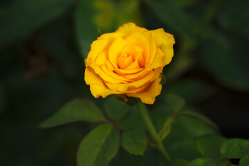Close-up photo of Rose flower on background blurry yellow rose flower in the garden of roses. selective focus.