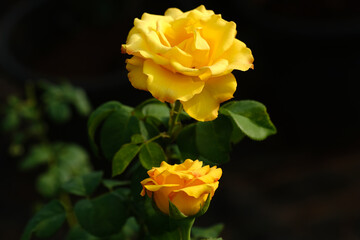 Close-up photo of Rose flower on background blurry yellow rose flower in the garden of roses. selective focus.