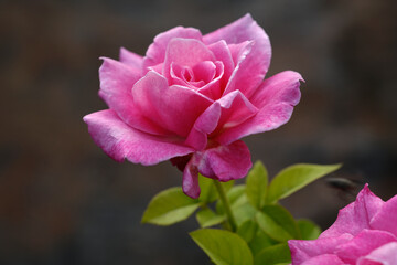 Close-up photo of Rose flower on background blurry pink rose flower in the garden of roses. selective focus.