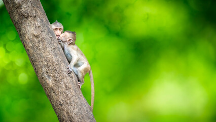 Two young monkeys showed their love for each other by kissing their cheeks on the trees in the natural forest looking happy.