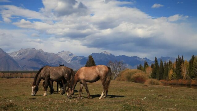 Autumn in highlands. Horses graze on meadow on bank of Irkut river against background of  mountain range and yellowed forest on sunny September day. Buryatia, Eastern Sayans, Irkut river, Tunka valley