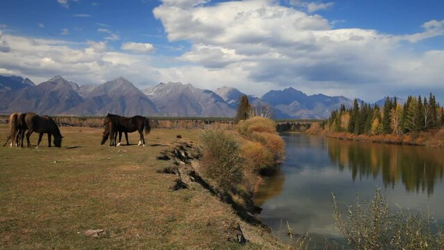 Horses graze on the bank of a calm river against the backdrop of the Eastern Sayan Mountain range on sunny September day. Beautiful autumn landscape. Buryatia, Irkut river, Tunka valley