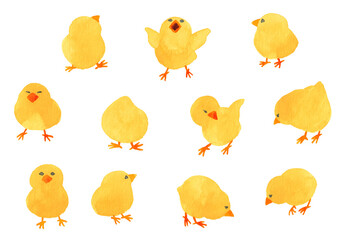 色々なポーズの水彩のヒヨコ