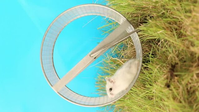 A small, white hamster runs on a wheel on the green grass. A white rodent ran along the wheel 