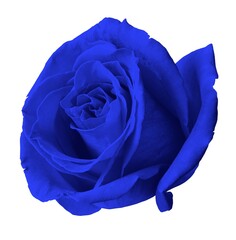 blue rose isolated on white background