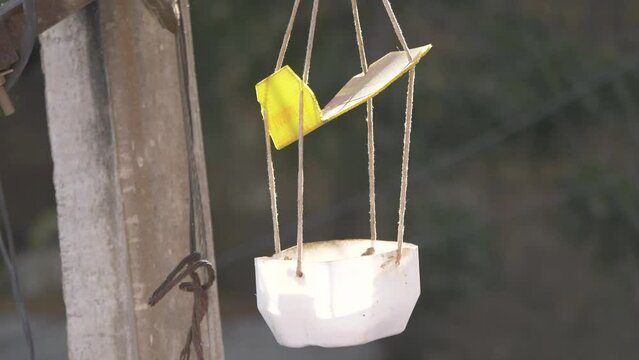 closeup of squirrel eating corn