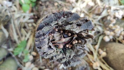 Close up photo of group mushrooms