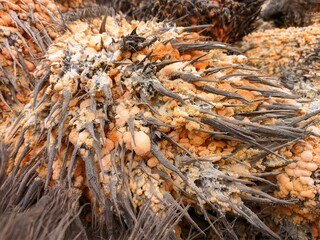 Oil palm Waste (janjangan kosong) yellow mushrooms come out