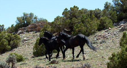 Black wild horses of spanish descent running wild in the mountains of the western United States