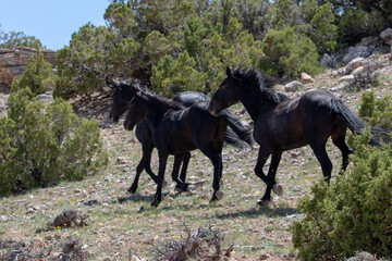 Three black wild horses of spanish descent running fast in the mountains of the western United...