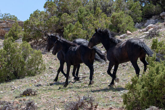 Three black wild horses of spanish descent running fast in the mountains of the western United States