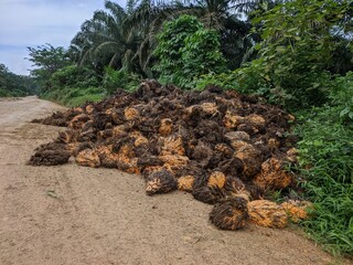 Oil Palm waste (janjangan kosong) in Kalimantan plantations is turned into organic fertilizer