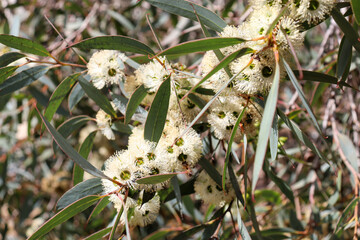 white eucalyptus flowers in bushland © Veronica