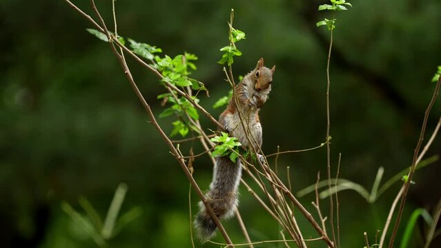 4K video with a cute squirrel standing and eating from a branch in the middle of a forest. Beautiful tiny mammal animal filming.
