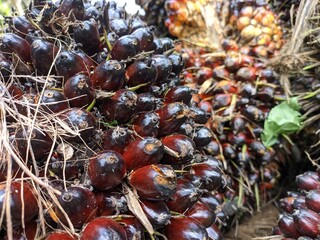 oil palm fruit harvested from plantations in south kalimantan