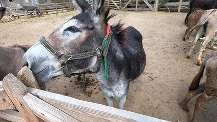 Domestic donkey, ass. Many donkeys standing in paddock at donkey farm. Donkey muzzle head close up. Donkey farm. Corral for livestock. Animal husbandry. Domestic animals. Livestock industry breeding