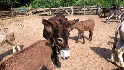 Domestic donkey, ass. Many donkeys standing in paddock at donkey farm. Donkey muzzle head close up. Donkey farm. Corral for livestock. Animal husbandry. Domestic animals. Livestock industry breeding