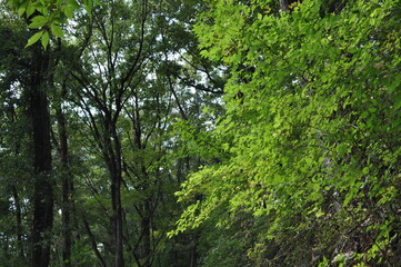 晴れた日の森の中