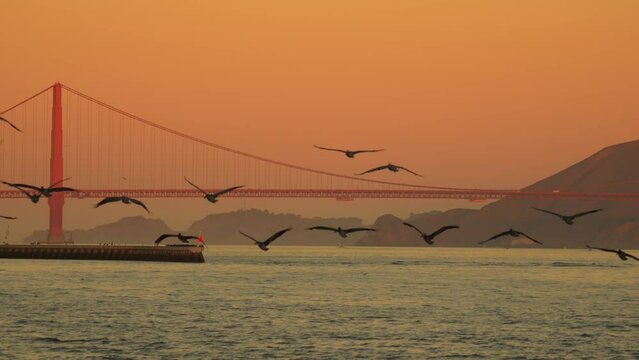 4K video with birds flying against landmark Golden Gate bridge from San Francisco. Scenic image with this amazing construction from California during the sunrise.