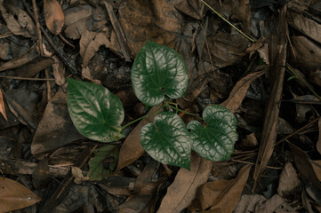 leaves on the ground.