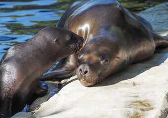 South American sea lion