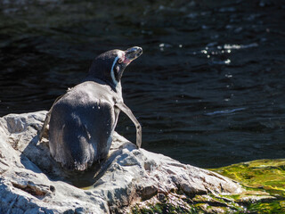 King penguin (Aptenodytes patagonica)