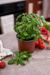 fresh green basil pot on the table at domestic home