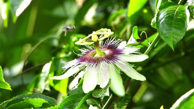 White bee, purple Passion flower with ants, green leaves in vibrant sunny garden, close up.