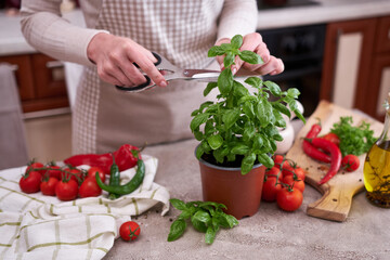 fresh green basil pot on the table at domestic home