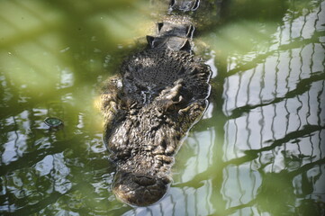 The saltwater crocodile (Crocodylus porosus) is a crocodilian native to saltwater habitats and...