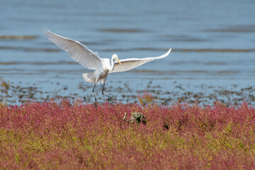 低危険種のダイサギと絶滅危惧種II類種のシチメンソウ