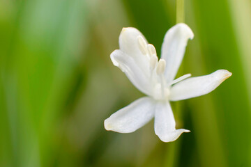 White flower in the garden, spring season.