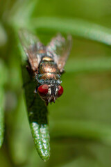Fly resting on the leaf in the garden. Macro photography.