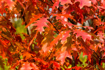 Red leaves of Northern red oak (Quercus rubra) in the autumn. Red oak fall foliage close up. Fall...