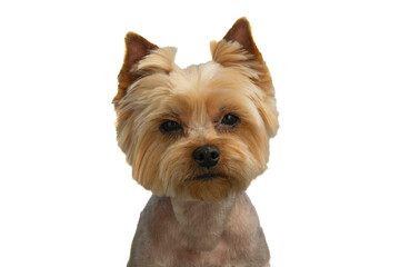 Yorkshire terrier looking at the camera, a portrait of a dog on a white background, a fluffy animal, a pet.